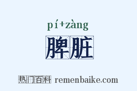 脾脏是什么意思的图片